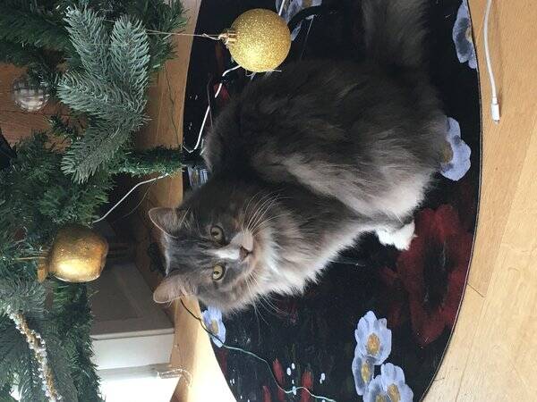 Katt