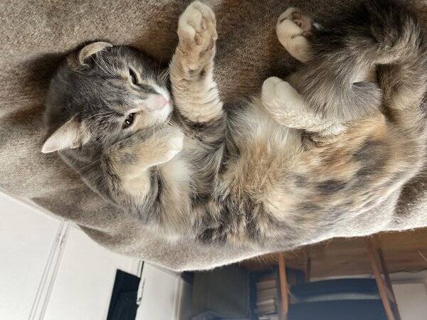 Katt