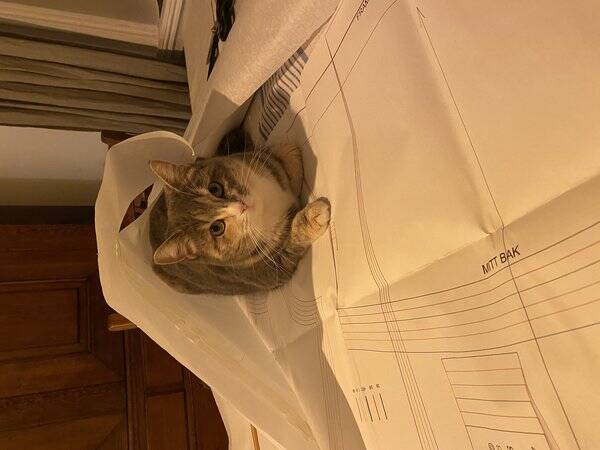 Katt