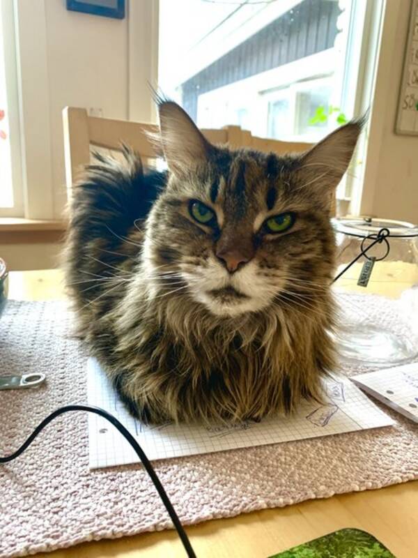 Katt