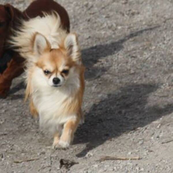 Hund