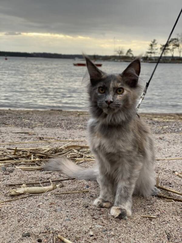 Katt