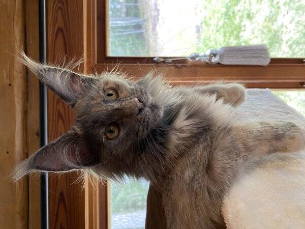 Katt