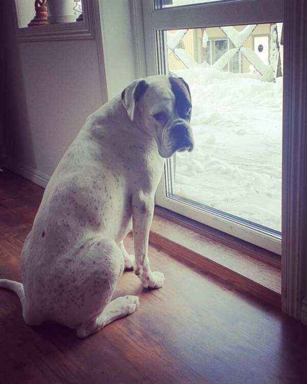 Hund