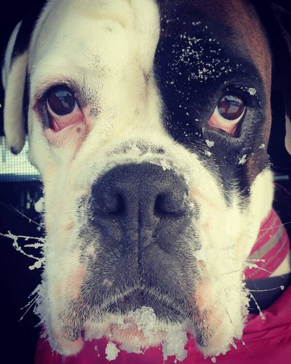 Hund