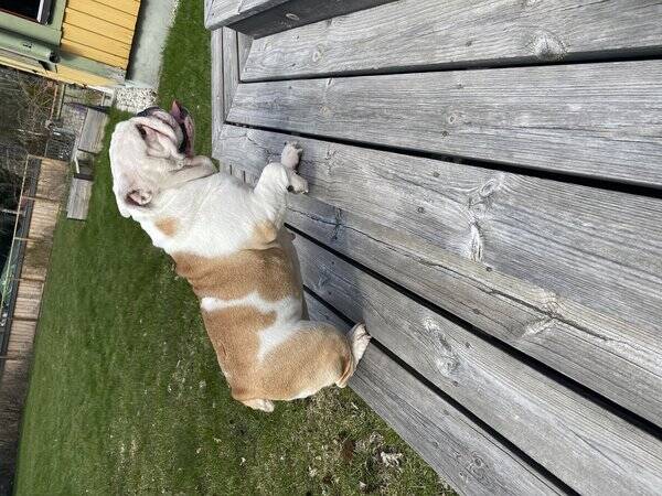 Hund
