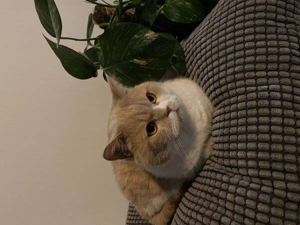 Katt