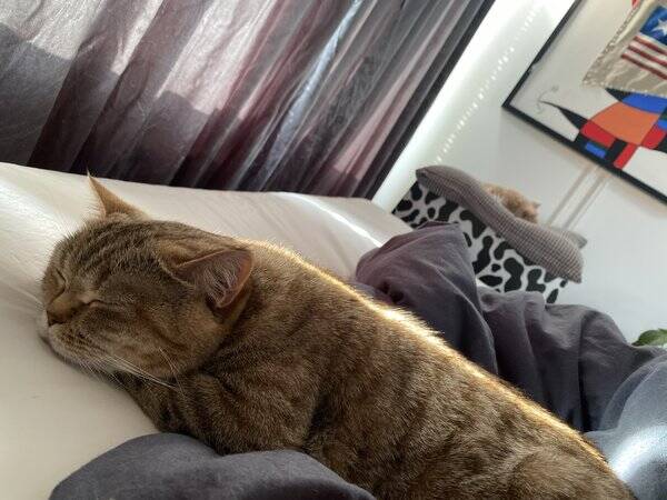 Katt