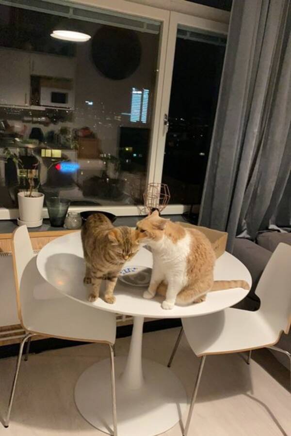 Katt