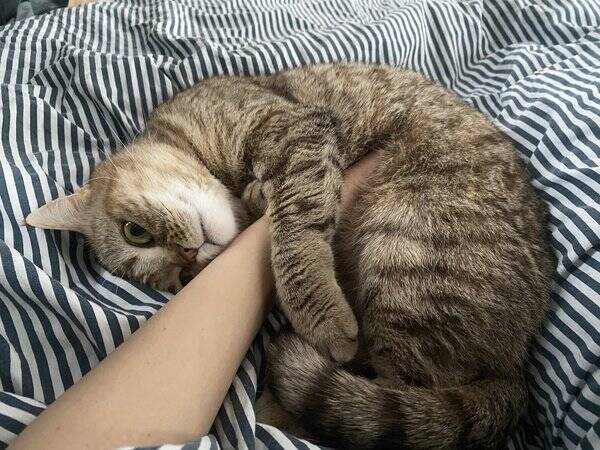 Katt