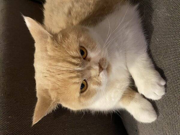 Katt