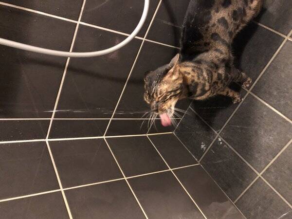 Katt