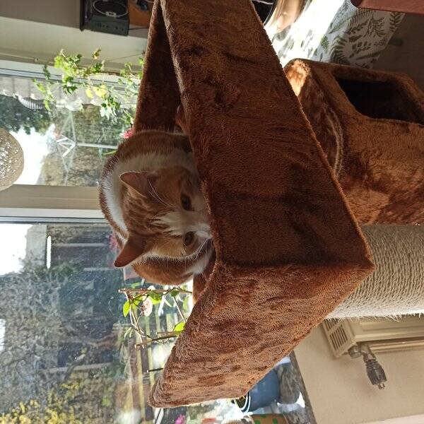 Katt