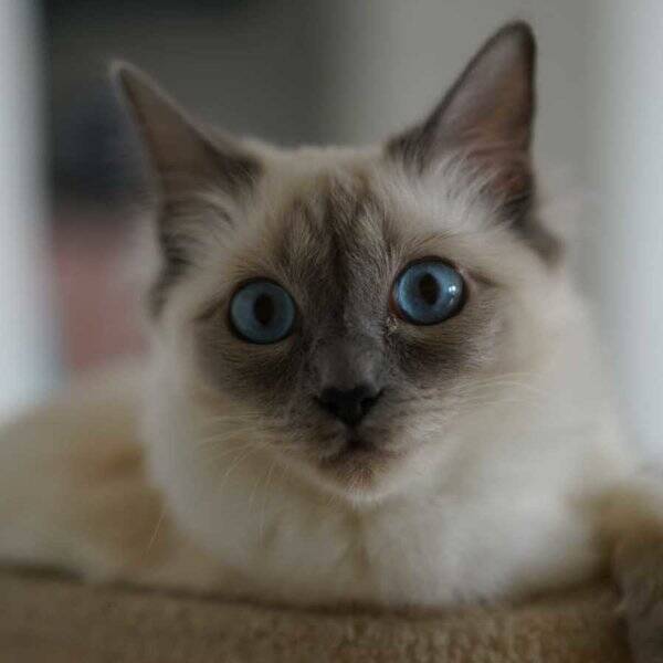 Katt