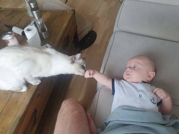Katt