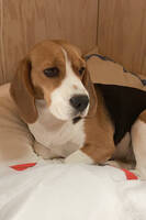Beagle 7 år Beagle 7 år