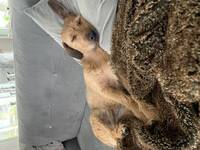 Blandrasen Harry Blandrasen Harry