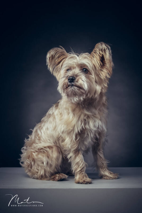 Hund