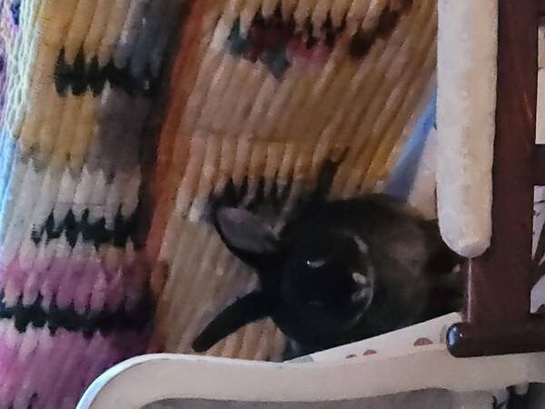 vrigt - Oreo