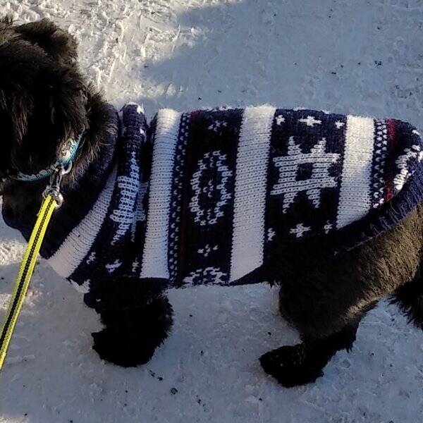 Hund