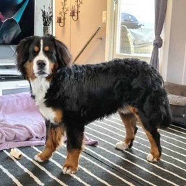 Hund
