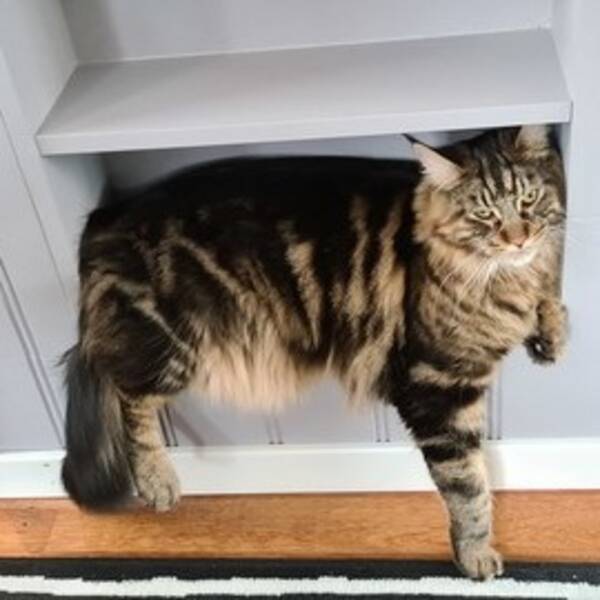 Katt