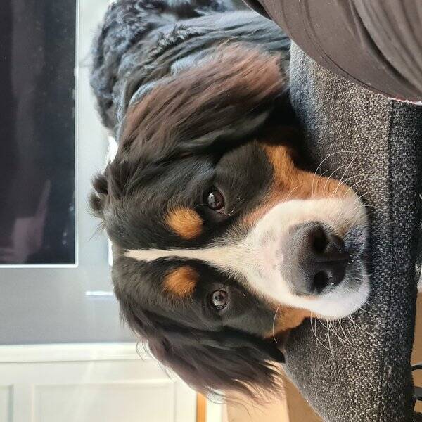 Hund