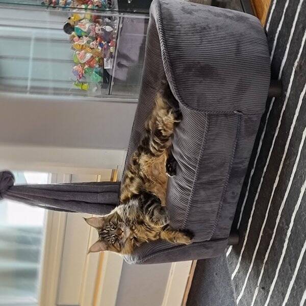 Katt