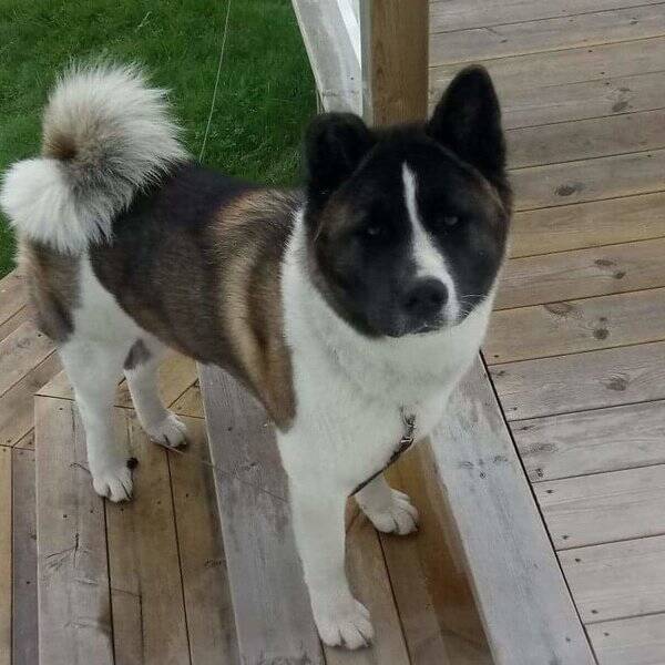 Hund - Zumo american akita