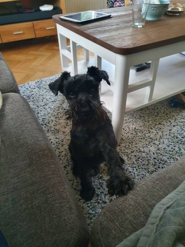 Hund