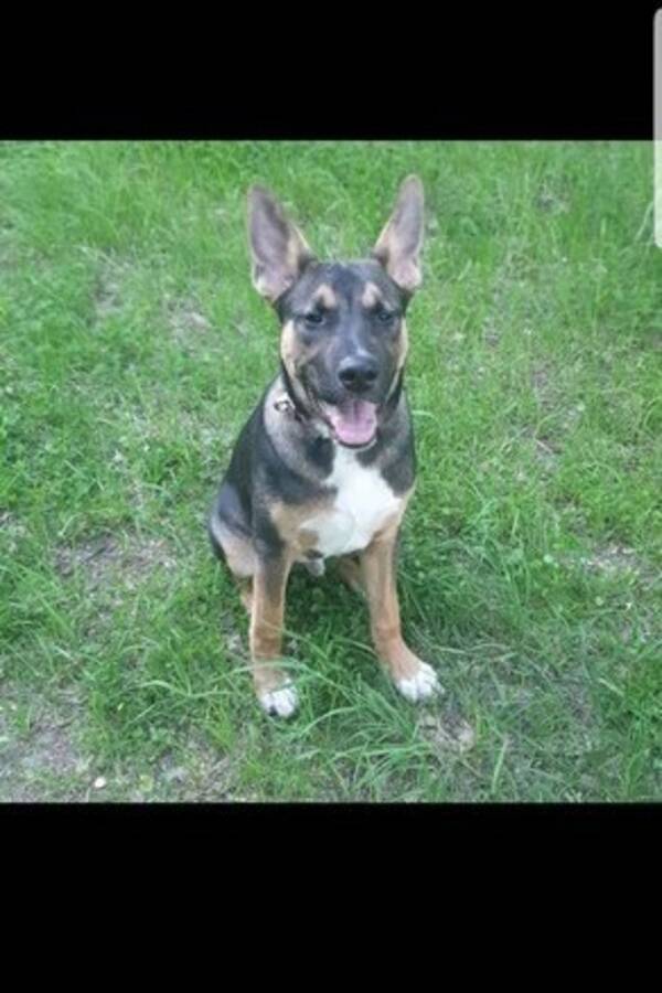 Hund