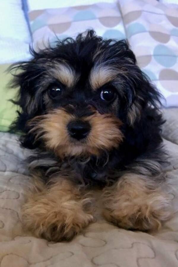 Hund