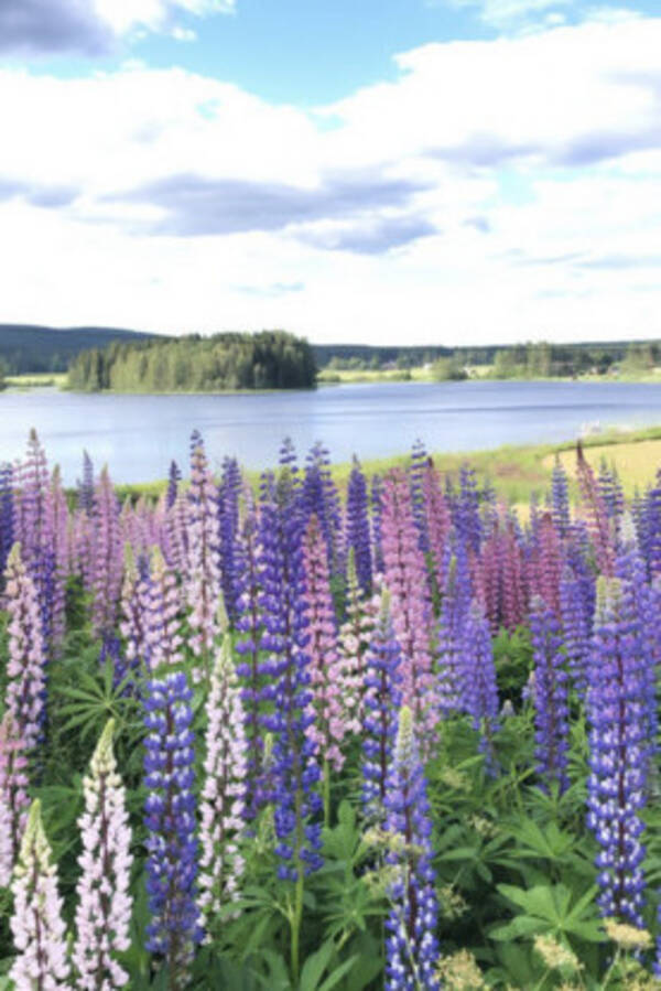 Sommarstuga