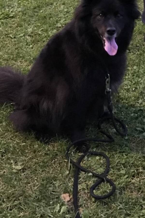 Hund
