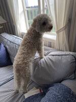 Otto Lagotto