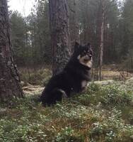 Finsk Lapphund, Rufsa Finsk Lapphund, Rufsa