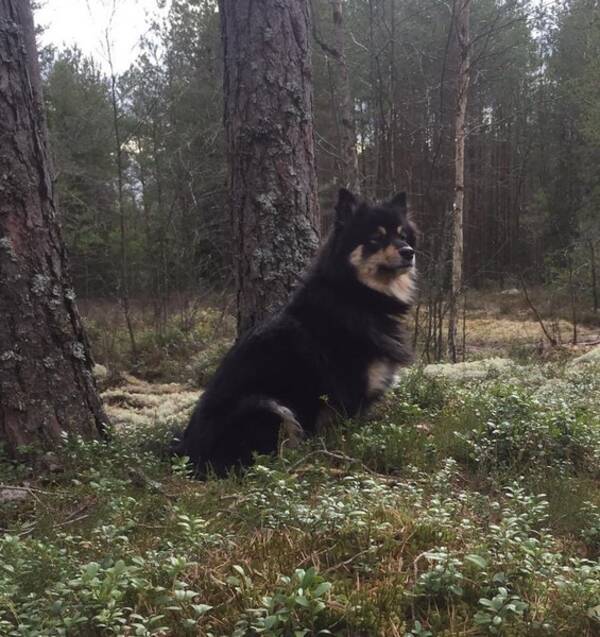 Hund - Finsk Lapphund, Rufsa Hund - Finsk Lapphund, Rufsa