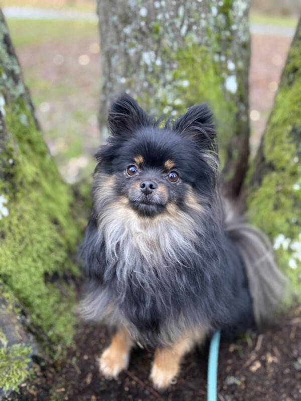 Hund