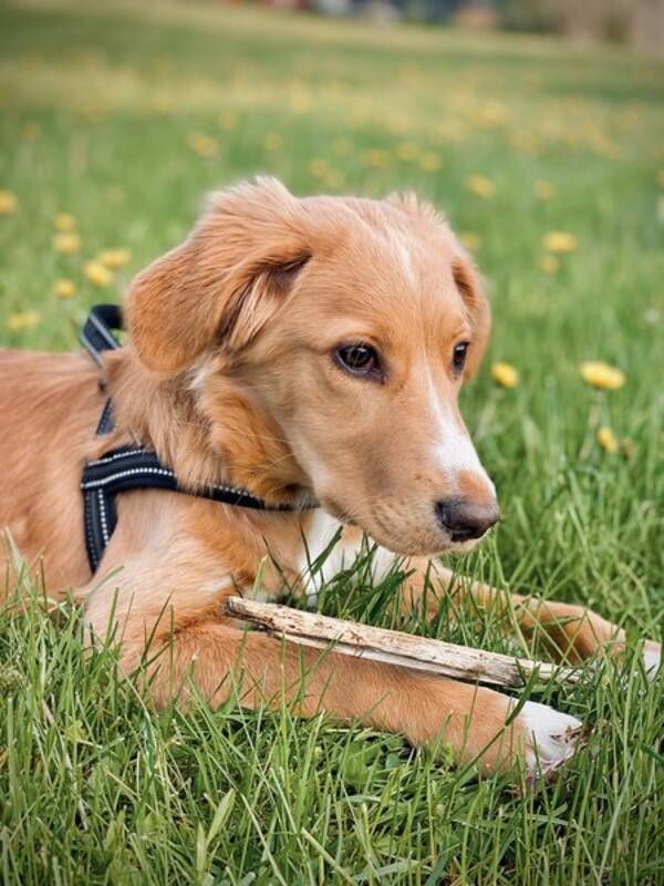 Hund