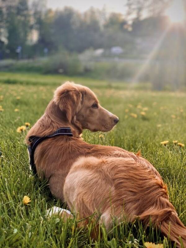Hund