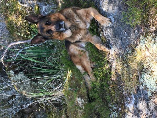 Hund