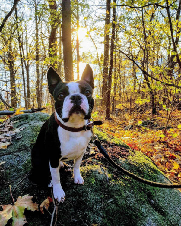 Hund - Boston Terrier Oliver