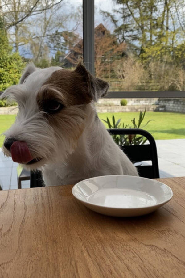 Hund