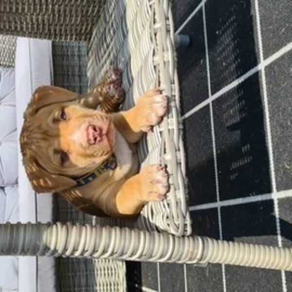 Hund