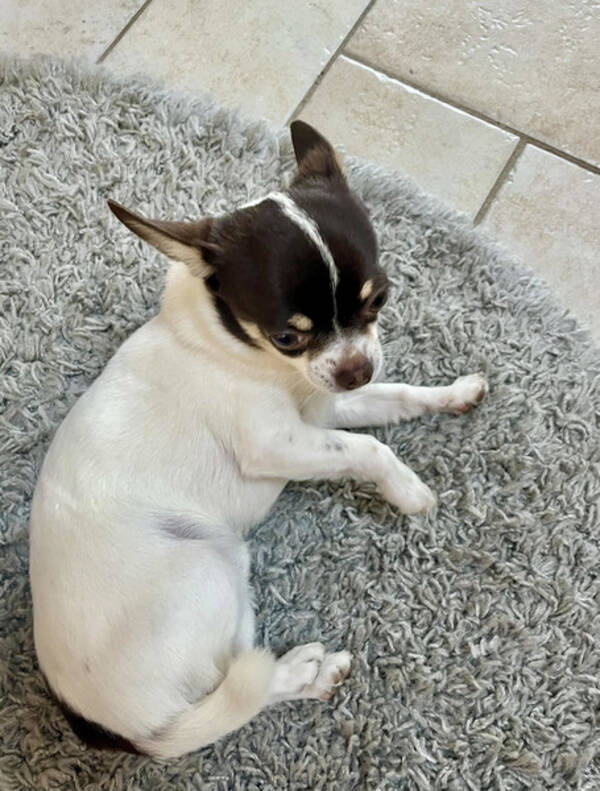 Hund
