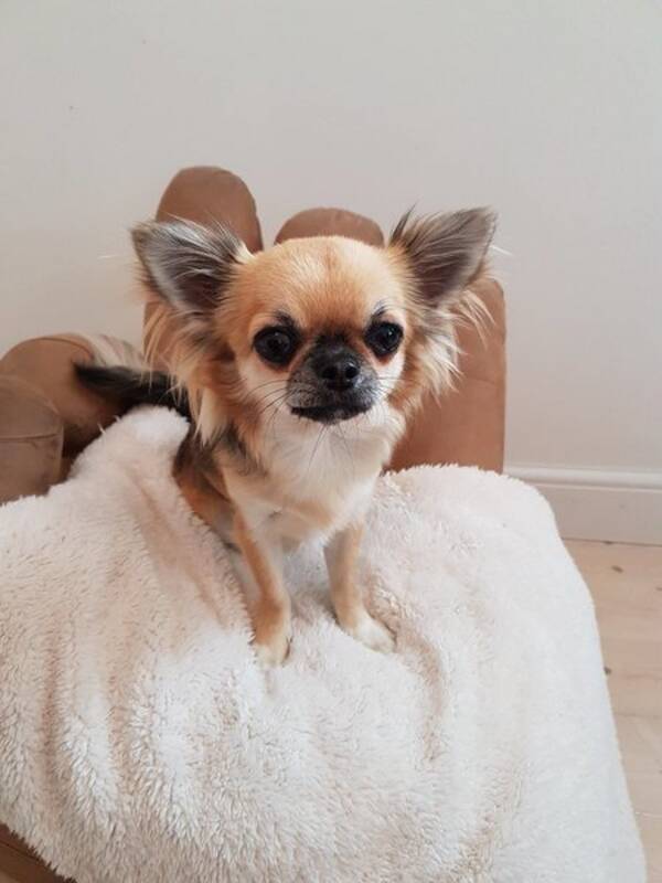 Hund - Chihuahuor 7st korthr o lnghr