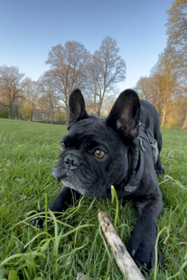 Hund