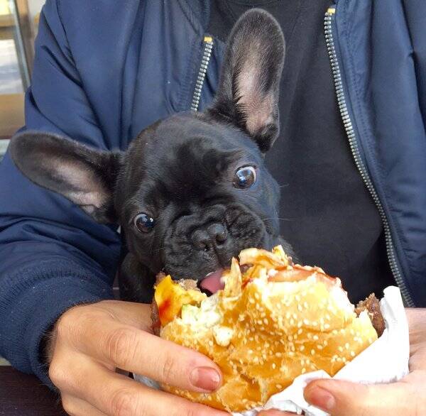 Hund