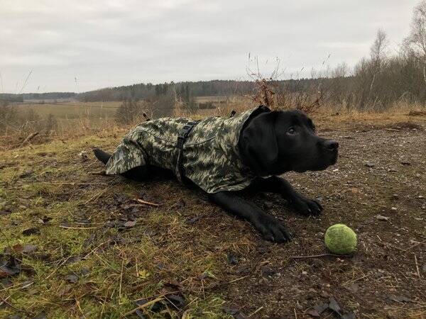 Hund Hund