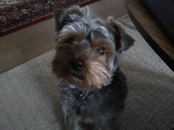 Hund - Yorkshire  Terrier Hund - Yorkshire  Terrier